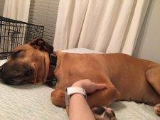 College Station, TX – MAXIMUS – Boxer Great Dane Mix Dog For Adoption