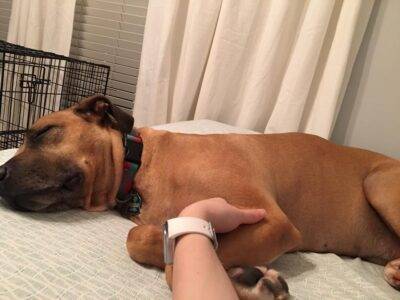 College Station, TX – MAXIMUS – Boxer Great Dane Mix Dog For Adoption