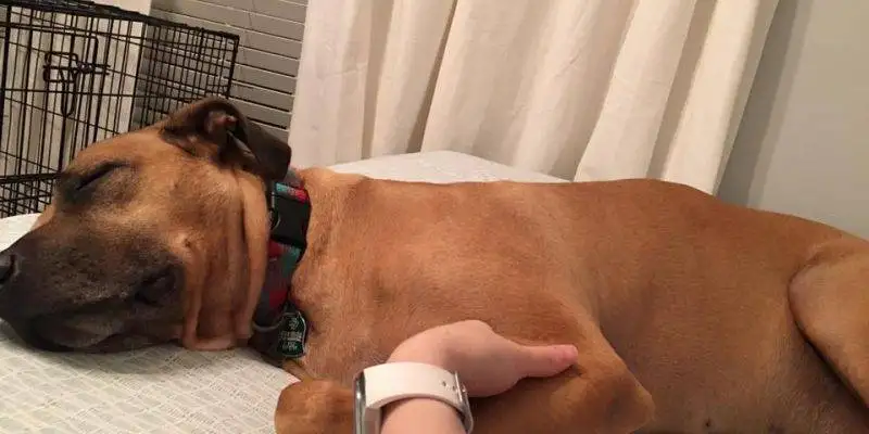 College Station, TX – MAXIMUS – Boxer Great Dane Mix Dog For Adoption