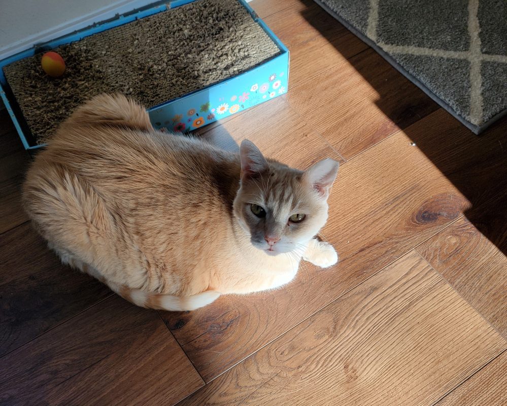 Delightful Orange Tabby Cat For Adoption in Houston (Friendswood) Texas – Meet Max