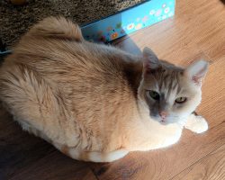 Max, a dilute orange tabby cat for adoption in houston (friendswood), texas, lays sideways on the floor but looks at the camera.
