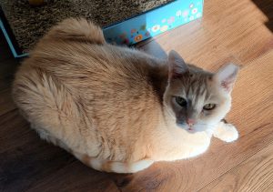 orange tabby cat for adoption in houston Photo Max, a dilute Orange Tabby cat for adoption in Houston (Friendswood), Texas, lays sideways on the floor but looks at the camera.