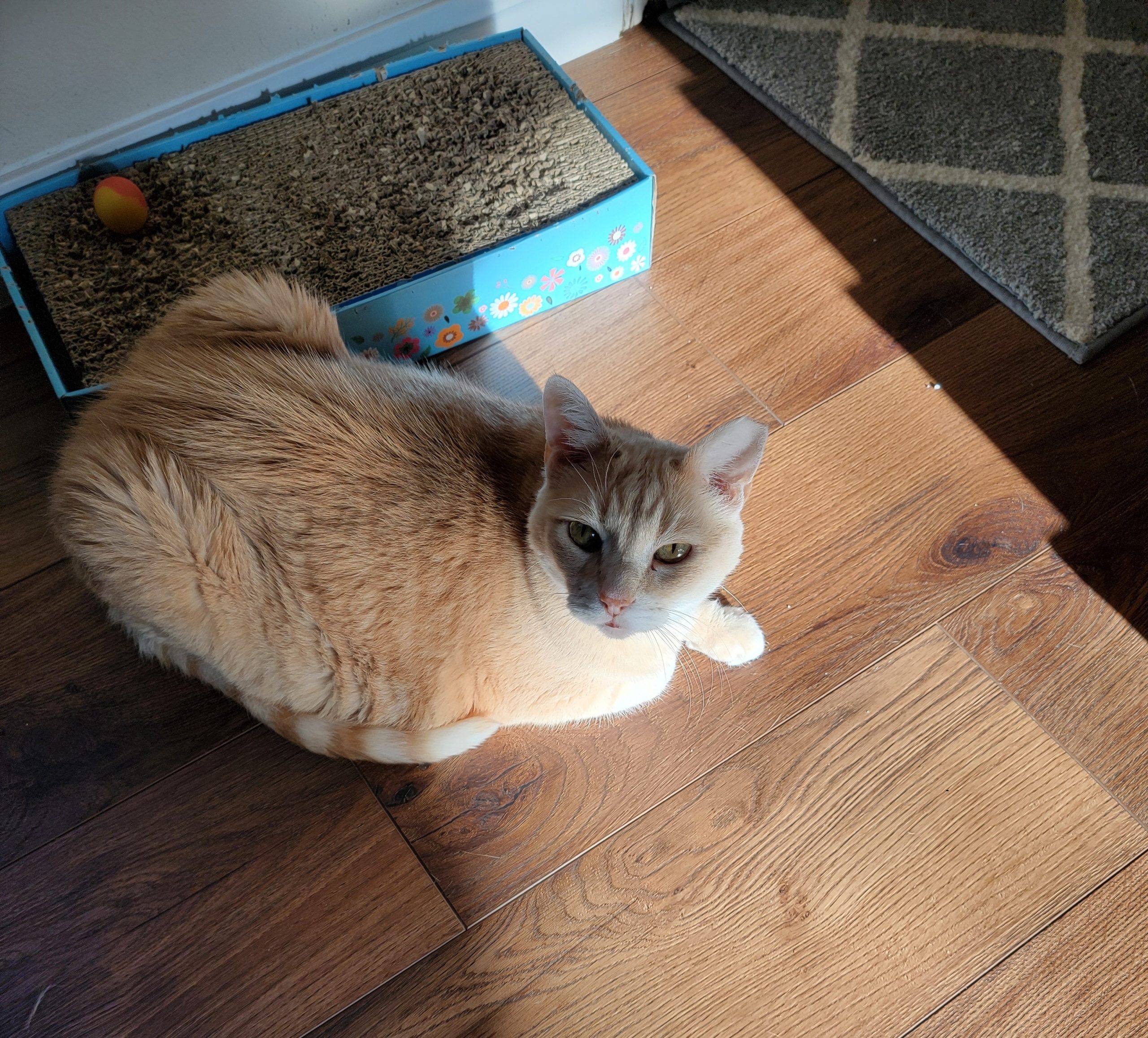 Delightful Orange Tabby Cat For Adoption in Houston (Friendswood) Texas – Meet Max