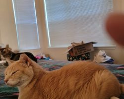 Orange tabby cat for adoption in houston