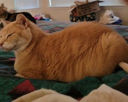 Max, a dilute orange tabby cat for adoption in houston (friendswood), texas, lays on a bed.