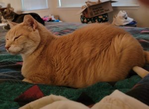 orange tabby cat for adoption in houston Photo Max, a dilute Orange Tabby cat for adoption in Houston (Friendswood), Texas, lays on a bed.