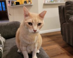 Orange tabby cat for adoption in houston