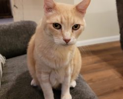 Max, a dilute orange tabby cat for adoption in houston (friendswood), texas, sits on the floor looking at the camera.