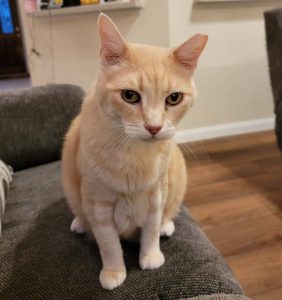 orange tabby cat for adoption in houston Photo Max, a dilute Orange Tabby cat for adoption in Houston (Friendswood), Texas, sits on the floor looking at the camera.
