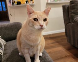 Orange tabby cat for adoption in houston