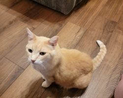Orange tabby cat for adoption in houston