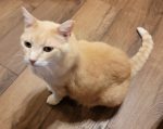 Max, a dilute Orange Tabby cat for adoption in Houston (Friendswood), Texas, sits on the floor looking at the camera.