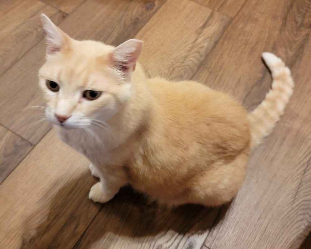 Max, a dilute Orange Tabby cat for adoption in Houston (Friendswood), Texas, sits on the floor looking at the camera.