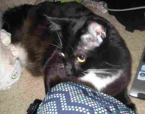 Max tuxedo maine coon cat for adoption brookhaven ga 5
