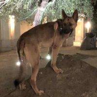 May - German Shepherd Dog For Adoption Escondido CA 10