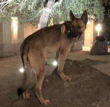 May - German Shepherd Dog For Adoption Escondido CA 10