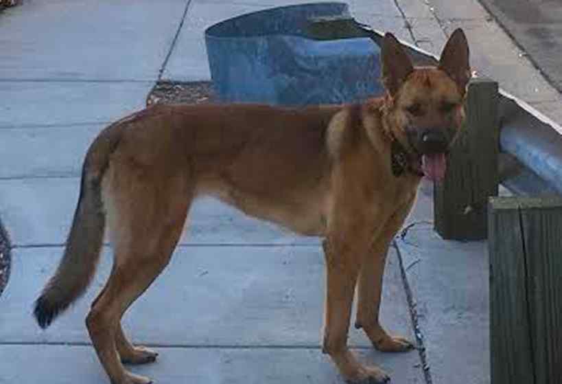 May - german shepherd dog for adoption escondido ca