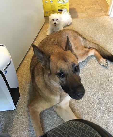 May - german shepherd dog for adoption escondido ca