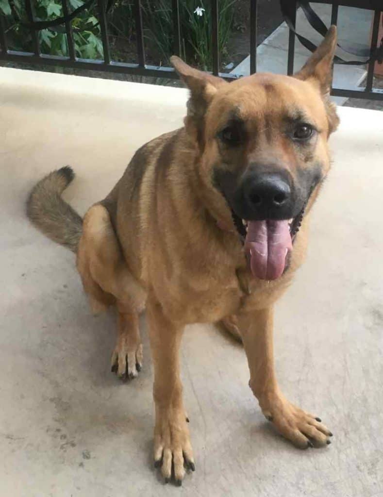 May - german shepherd dog for adoption escondido ca