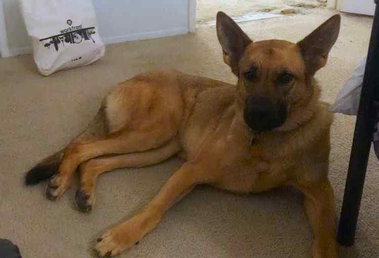 May - german shepherd dog for adoption escondido ca