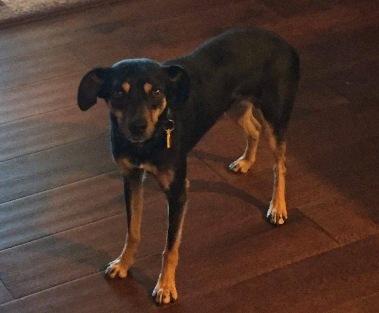 min pin cross breeds