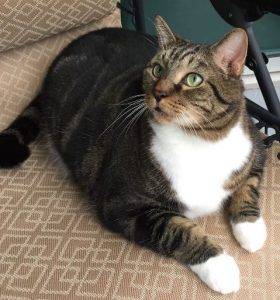 Photo Meatball - tuxedo tabby cat for adoption in georgia