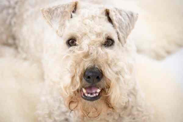 Medium Size Hypoallergenic Non Shedding Dog Soft Coated Wheaten Terrier