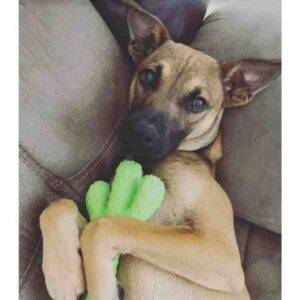 Chihuahua terrier mix puppy for adoption wahiawa hi – adopt meeko