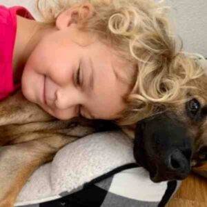 Meeko chihuahua terrier mix dog for adoption wahaiwa hawaii 8n