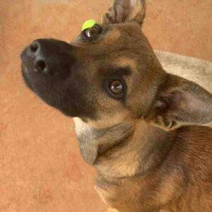 Meeko chihuahua terrier mix dog for adoption wahaiwa hawaii 8n