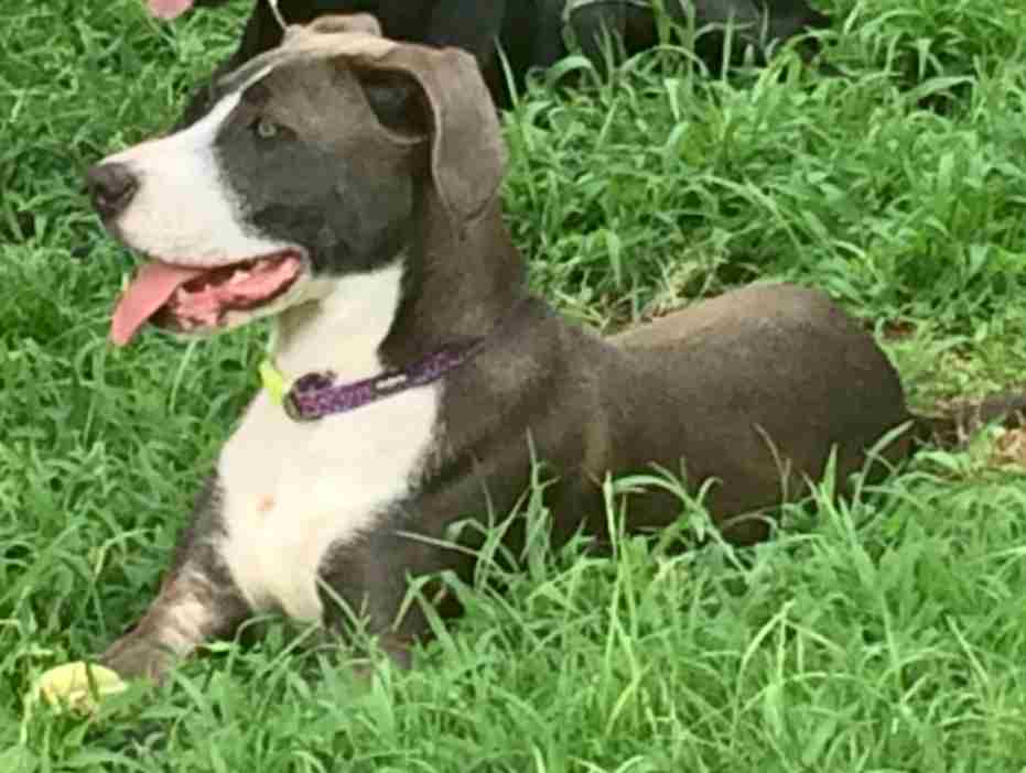 Ava is a  labrador retriever - staffordshire terrier mix dog for adoption in athens ga