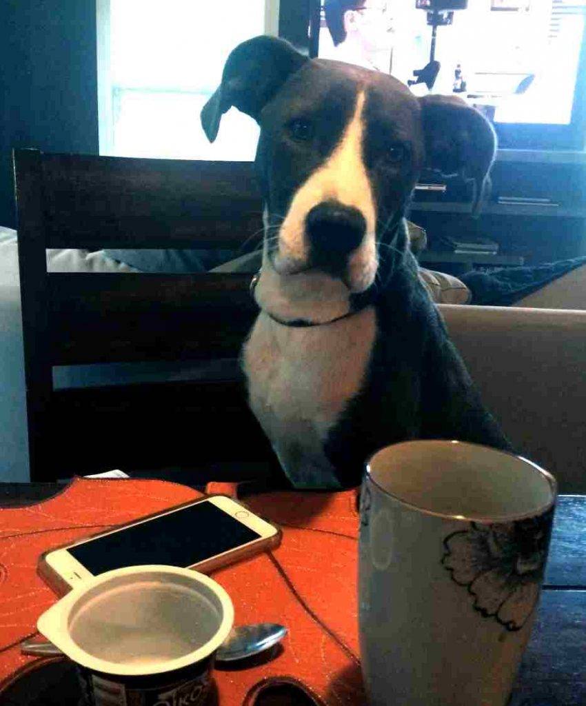 Ava is a  labrador retriever - staffordshire terrier mix dog for adoption in athens ga