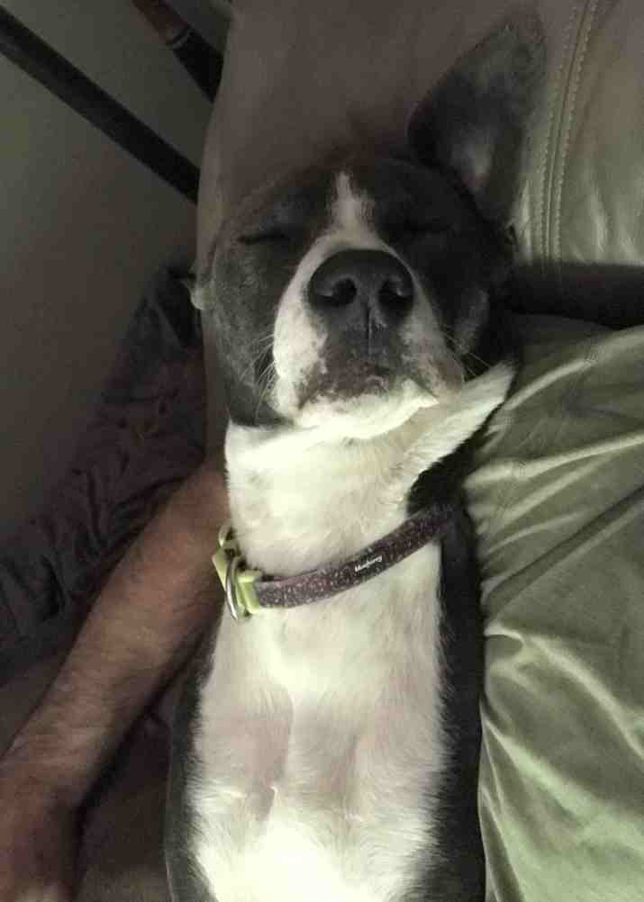 Ava Labrador-Staffordshire Terrier Mix dog to Adopt in Athens Georgia