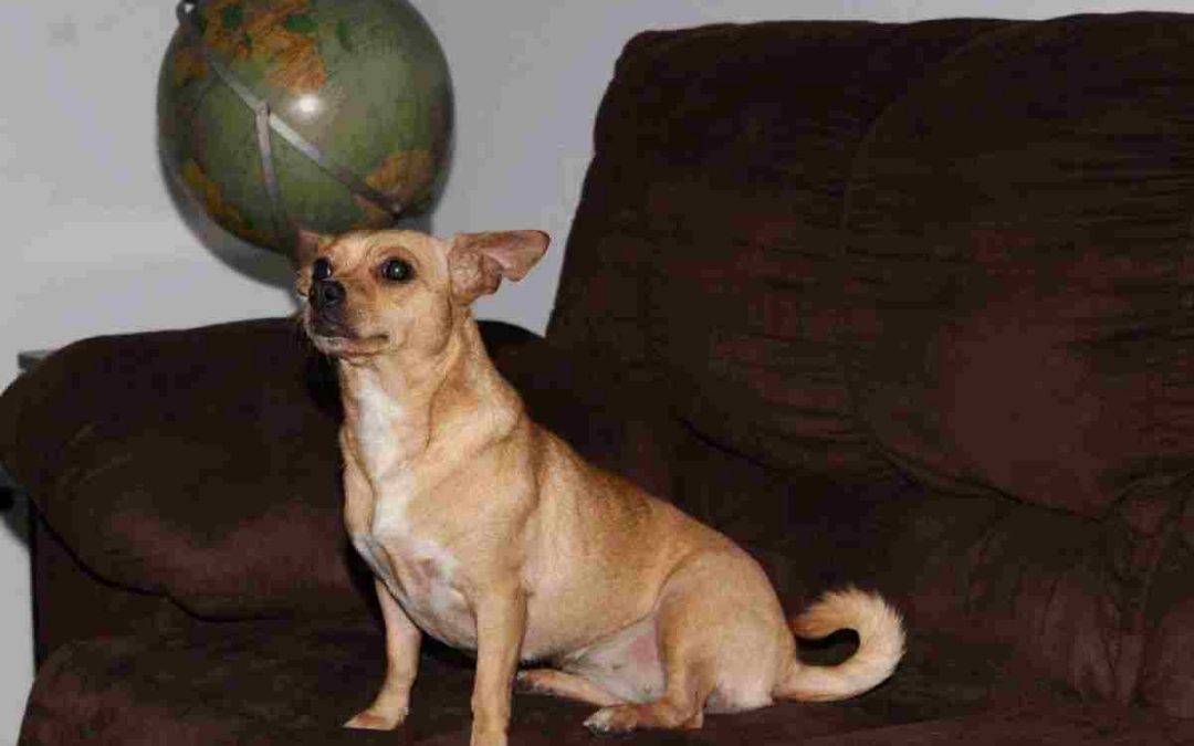 Dancing Diva Dog For Adoption – All Supplies Included – Adopt Bijou Today