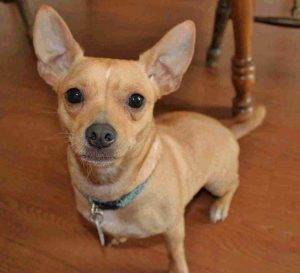 Meet Ivy, Chihuahua Jack Russell Terrier Dog For Adoption In Yuma Arizona 5