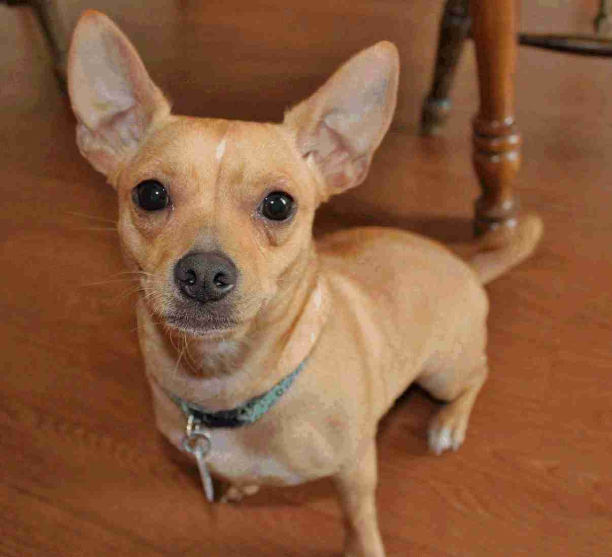 Meet Ivy, Chihuahua Jack Russell Terrier Dog For Adoption in Yuma Arizona 5