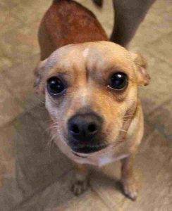 Meet ivy, chihuahua jack russell terrier dog for adoption in yuma arizona