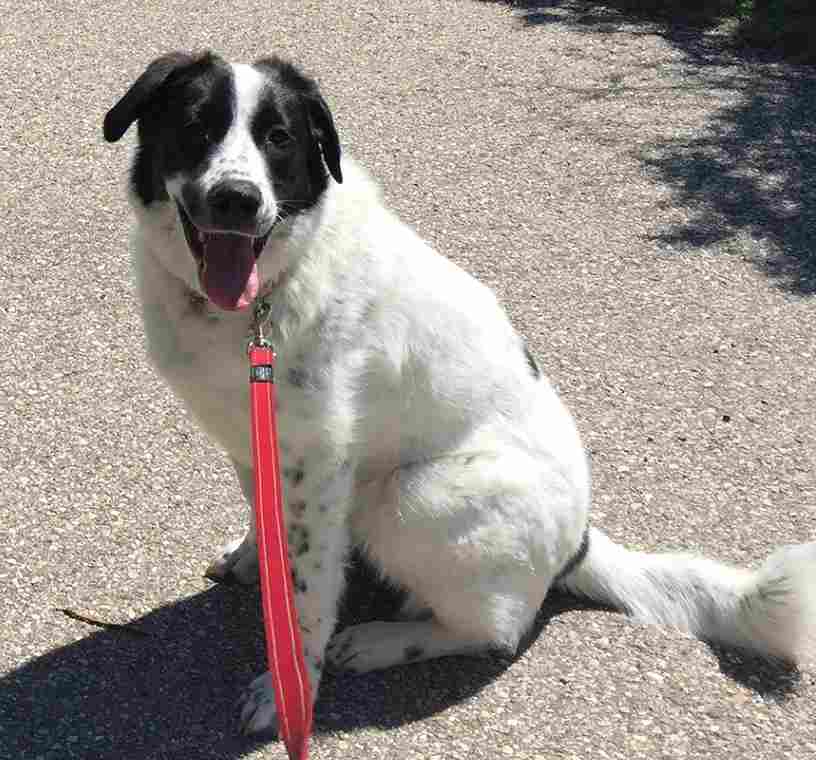 Great Pyrenees/Shepherd Dog For Adoption in Cochrane AB
