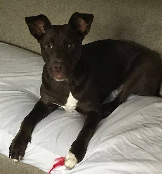 Melody chocolate labrador retriever american pitbull terrier mix dog adoption nashville tn