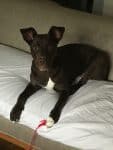 Chcolate Labrador Retriever Pitbull Mix Dog For Adoption Nashville TN