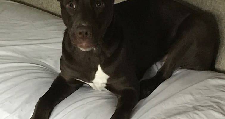 Chcolate Labrador Retriever Pitbull Mix Dog For Adoption Nashville TN
