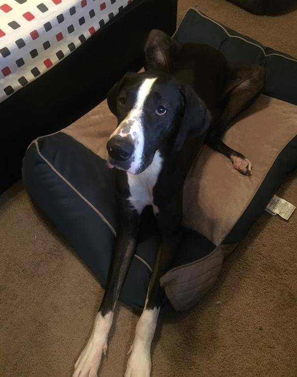 Black and white mantle female great dane for adoption in houston tx