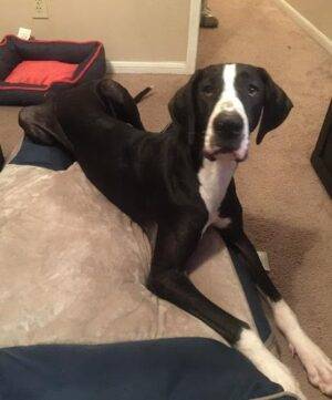 Mia - Black And White Mantle Great Dane For Adoption Houston TX 3