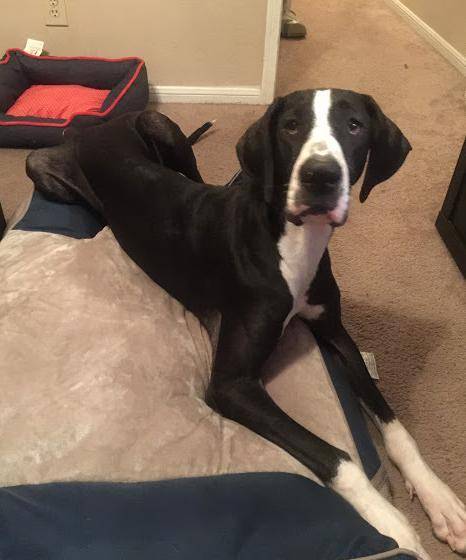 Mia - black and white mantle great dane for adoption houston tx 3