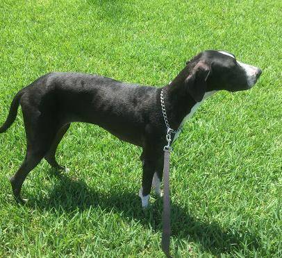 Black and white mantle female great dane for adoption in houston tx