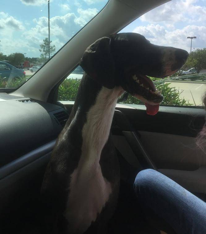 Black and white mantle female great dane for adoption in houston tx