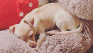 Mia - chihuahua puppy for adoption in la jolla ca 5