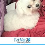 Mia Maltese Dog For Adoption Roseville Sacramento CA