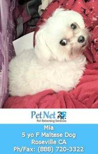 Adopted – sacramento ca – purebred 5 yo f maltese dog – meet mia
