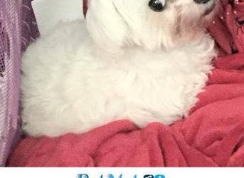 ADOPTED – Sacramento CA – Purebred 5 YO F Maltese Dog – Meet Mia